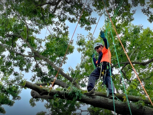 specified-pruning.jpgAn Arbor Masters arborist performing specified pruning while harnessed and roped on a large tree limb high in the canopy.