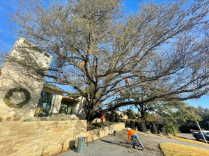 Arbor Masters arborists performing standard pruning on a large mature oak tree at a residential property.