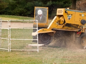 Arbor Masters' ground crew operating a stump grinder on removing a stump