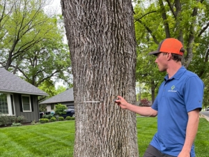 Arborist assessing a tree