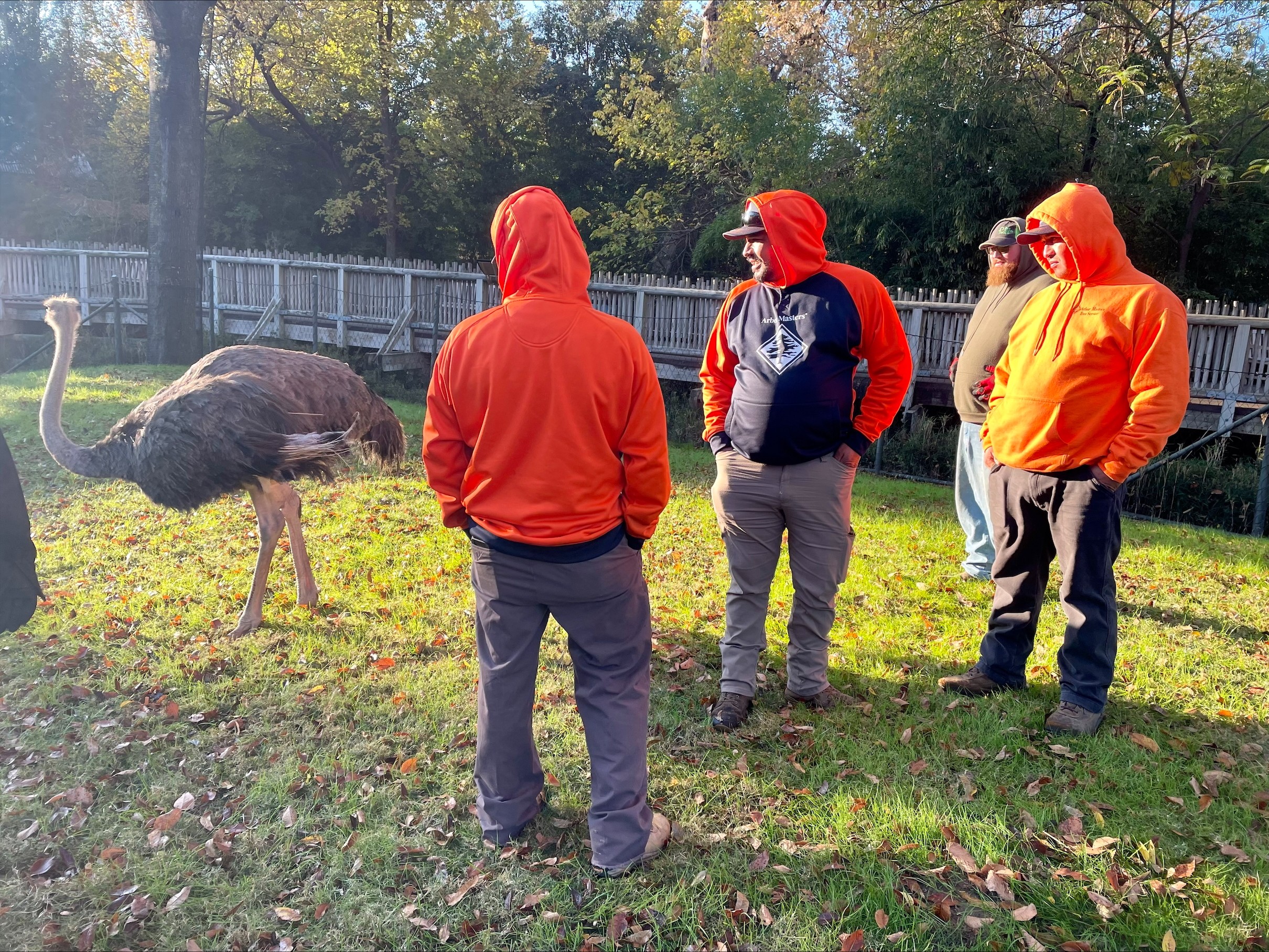 AM-staff-on-the-job-with-ostrich-120724