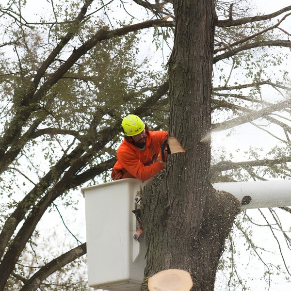 Arbor Masters arborist in a bucket lift using a chainsaw to section a large tree trunk during a removal, with sawdust flying and cut limbs visible below