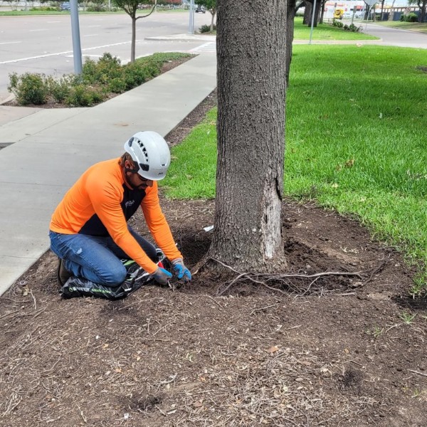 Arbor Masters arborist kneeling at the base of a tree, carefully pruning exposed roots around the root flare after soil excavation