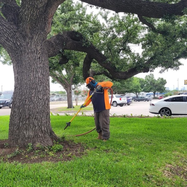 Arbor Masters technician using an AirSpade tool to perform root excavation around the base of a large mature live oak tree in Dallas