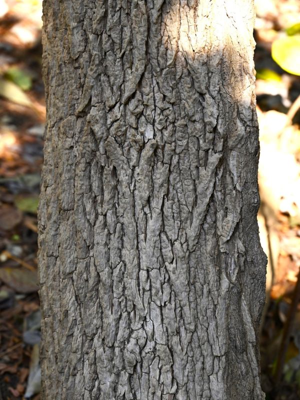 AM-website-construction-protection-solo-tree