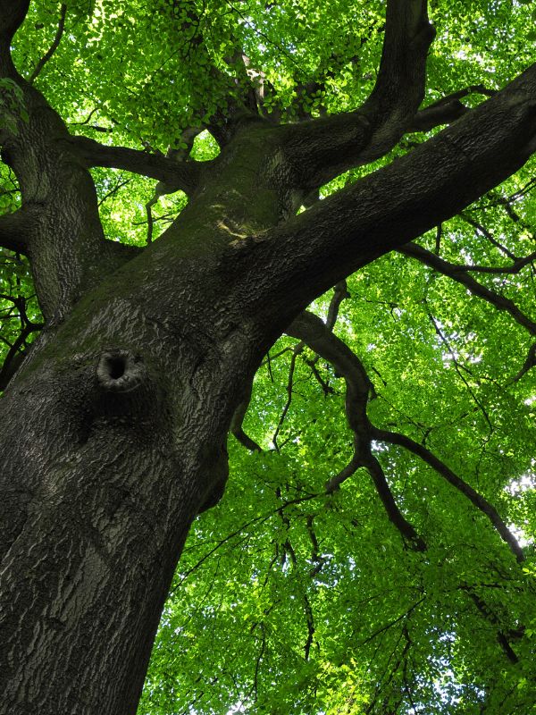 AM-website-healthy-big-green-tree