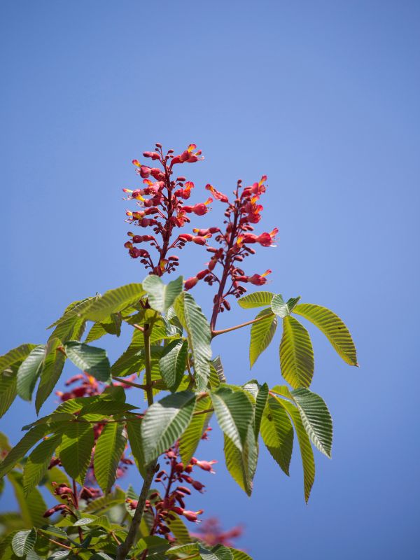 AM-website-healthy-flowering-tree-red