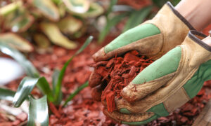 Mulching