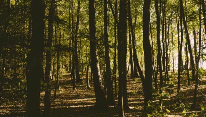 Am-dallas-home-section-multiple-trees