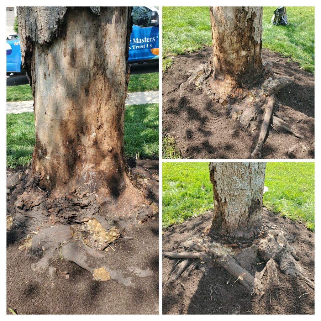 Results of bad mulching