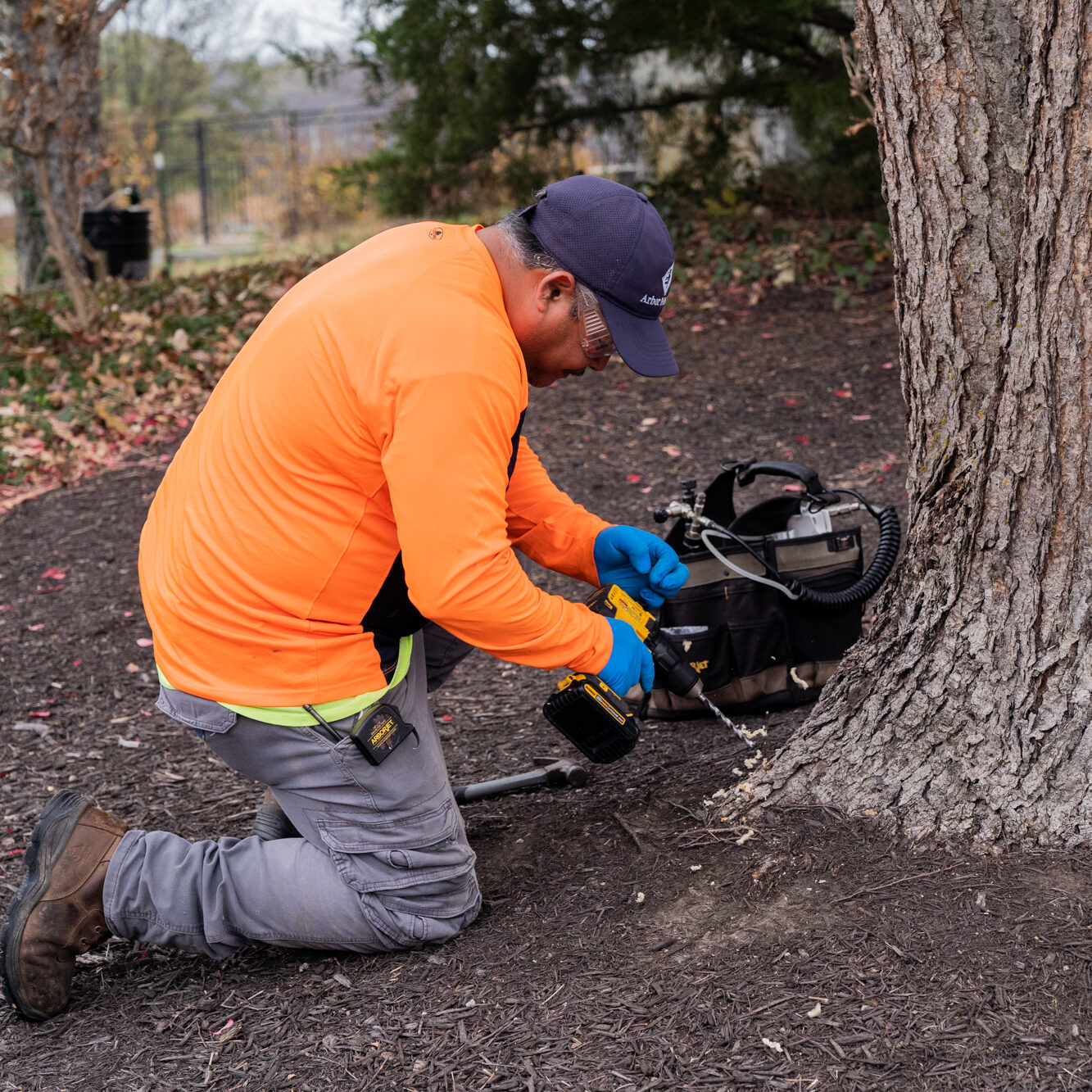 worker drills hole into bark for injection