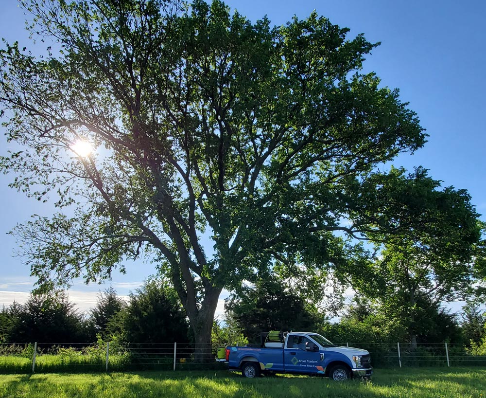 dutch elm tree