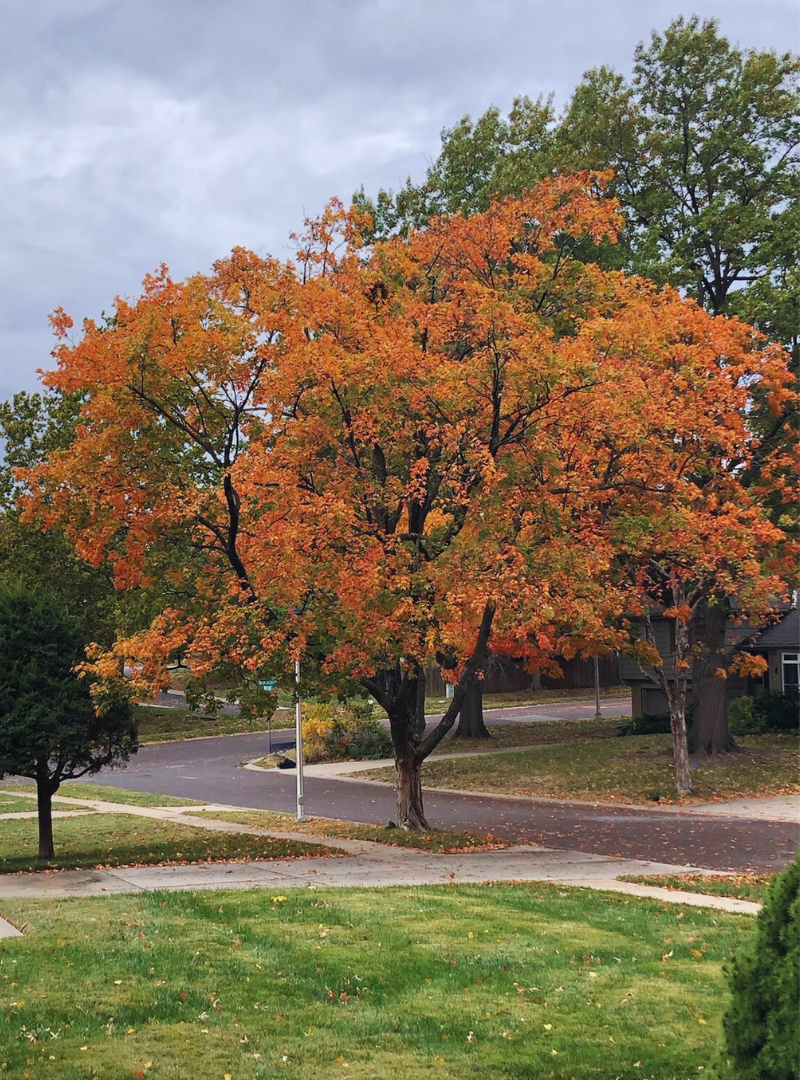 Neighborhood Fall Image