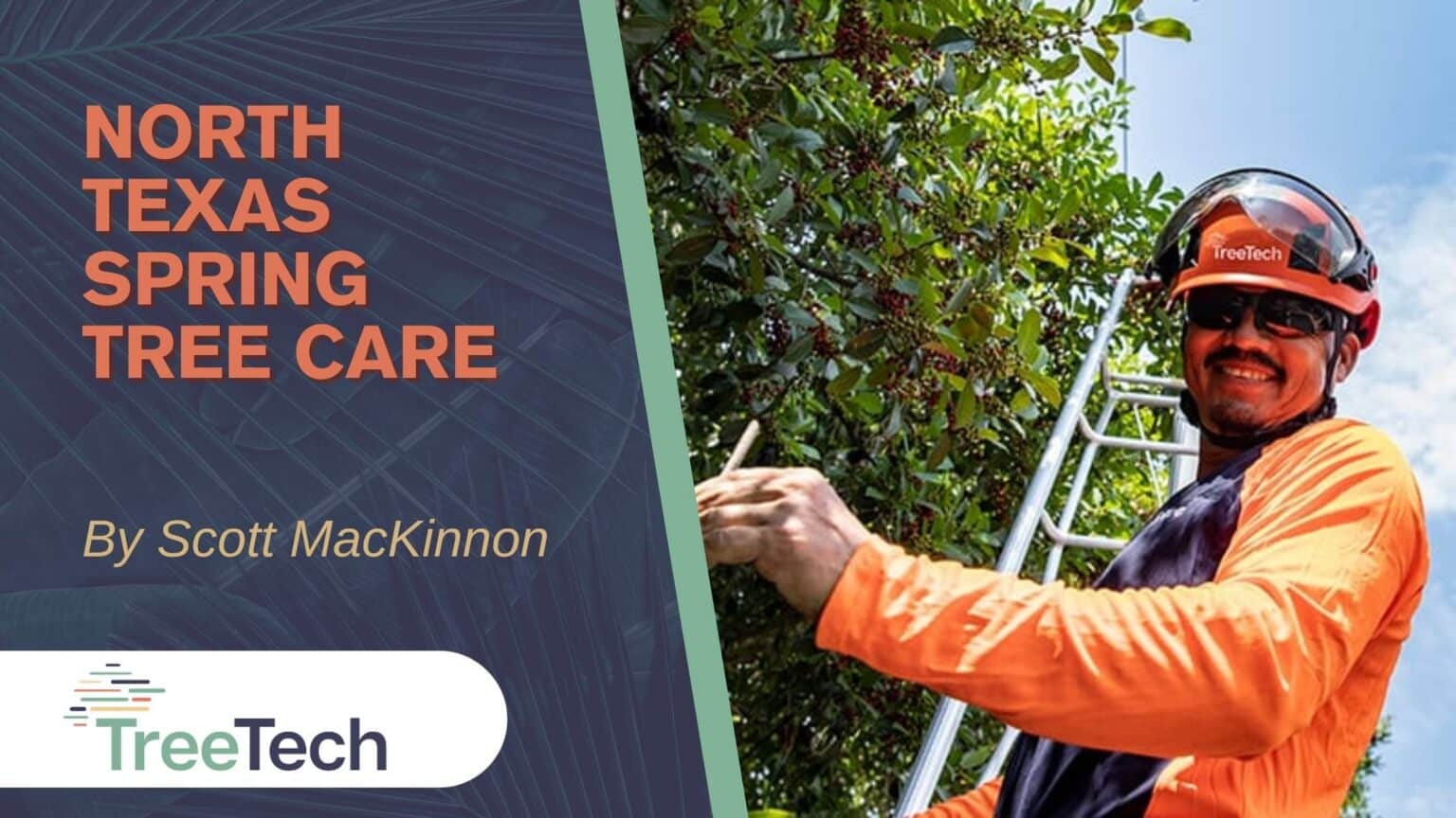 North Texas Spring Tree Care | TreeTech