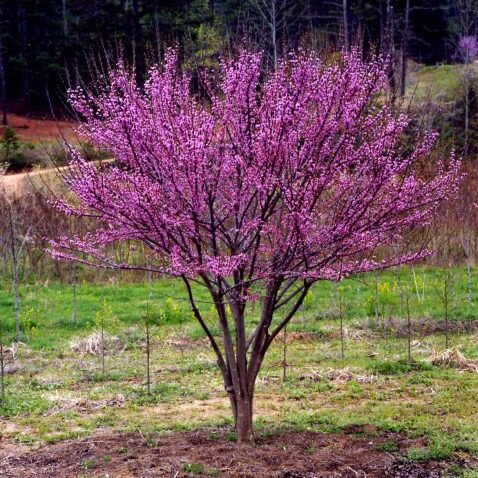 redbud tree