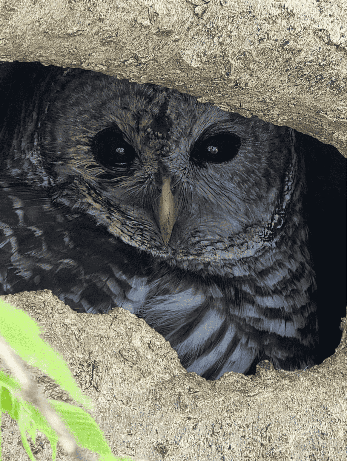 Owl perched outdoors on a community page about protecting wildlife.