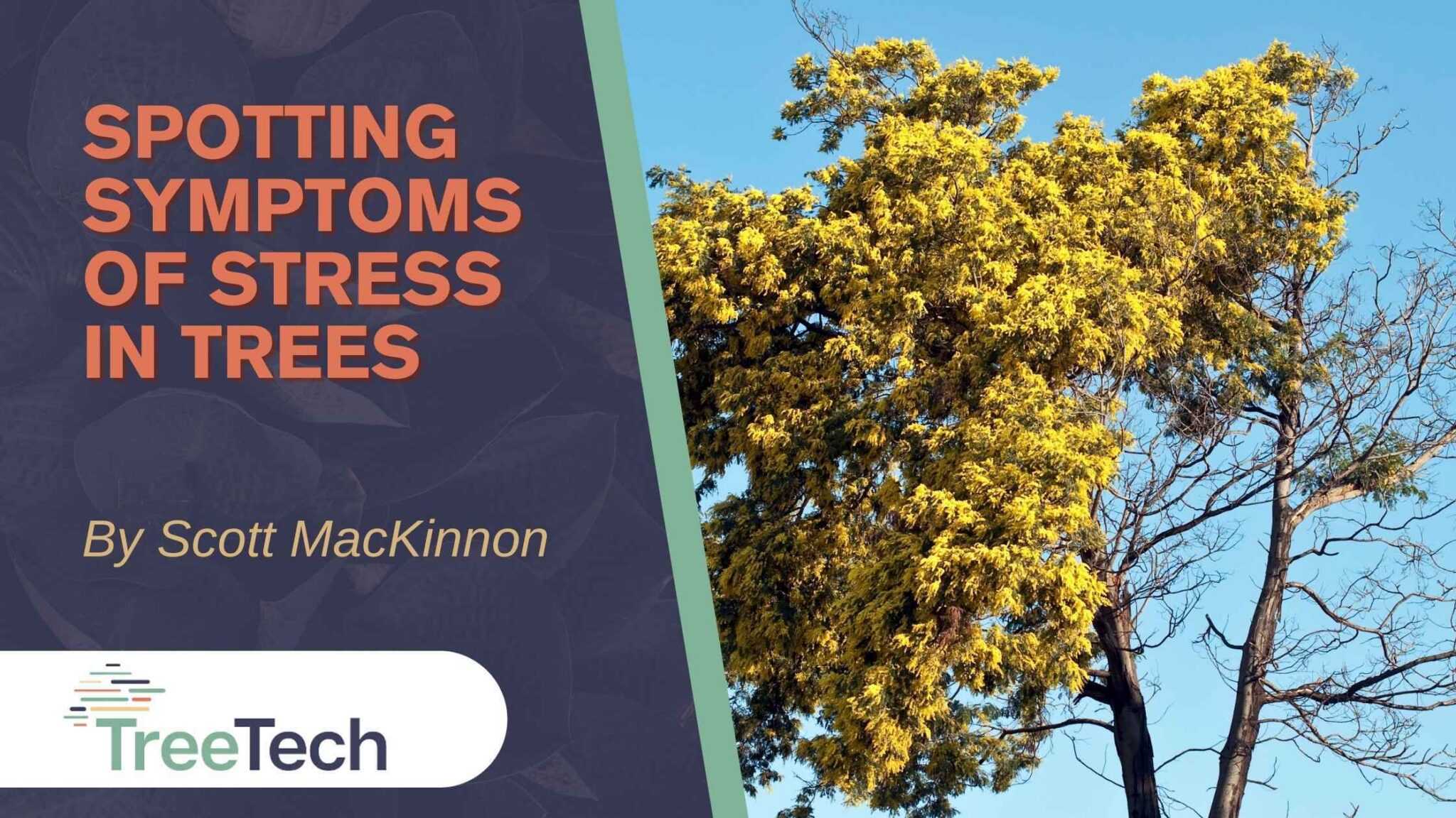 Spotting Symptoms Of Stress In Trees | TreeTech
