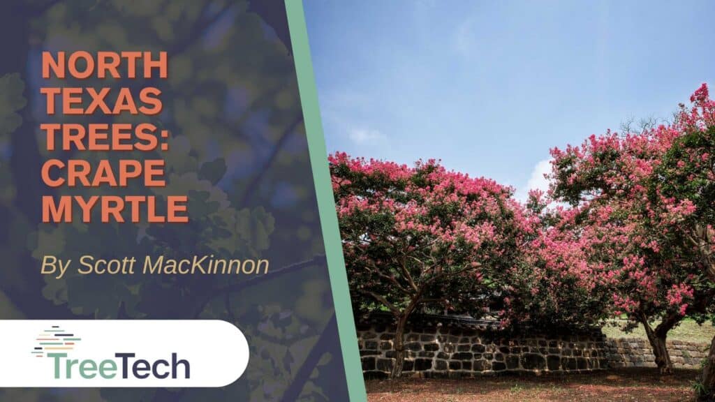 Texas trees - crape myrtle