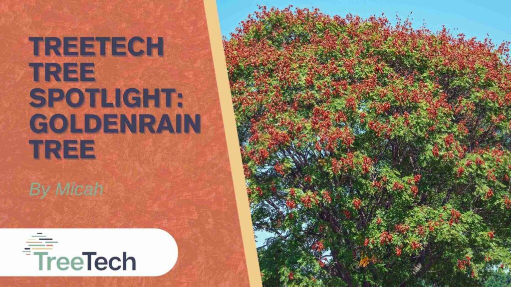 TreeTech Tree Spotlight: Goldenrain Tree