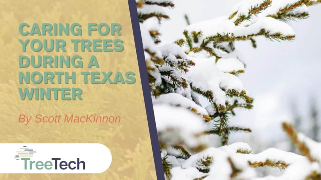 8 Ways to care for trees during Texas winter