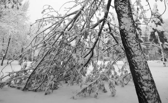 Website-AM-Des-Moines-seasonal-tips-winter-snow-fallen-branch