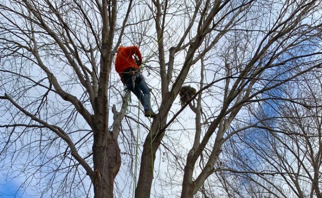 Website-AM-Fort-Worth-seasonal-tips-winter-pruning-dormant-trees