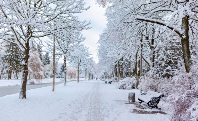 Website-AM-Home-seasonal-tips-winter-snowcovered-trees-park