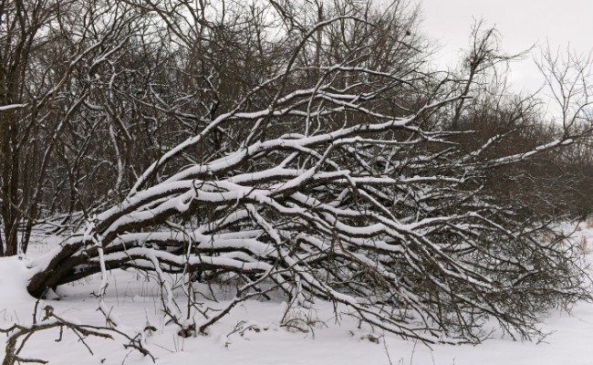 Website-AM-Lee's-Summit-seasonal-tips-winter-snow-fallen-tree