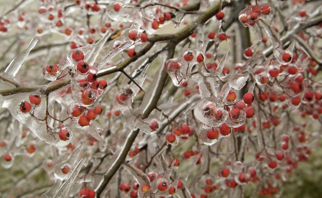 Website-AM-Liberty-seasonal-tips-winter-ice-covered-redberries