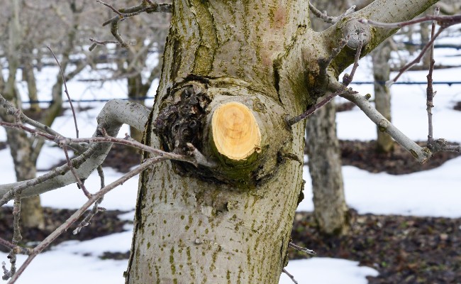 Website-AM-Tulsa-seasonal-tips-winter-freshly-pruned-branch