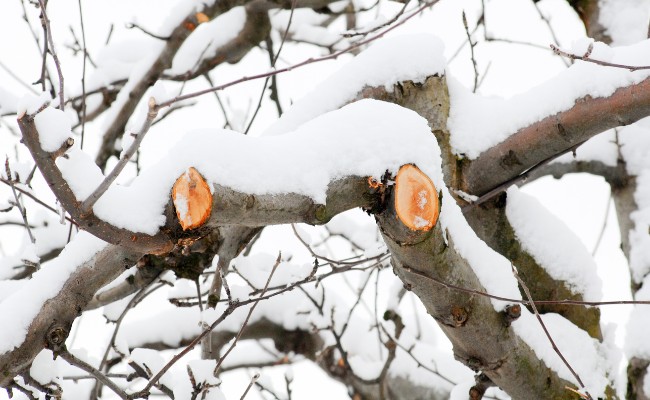Website-AM-Wichita-seasonal-tips-winter-snow-pruned-branches
