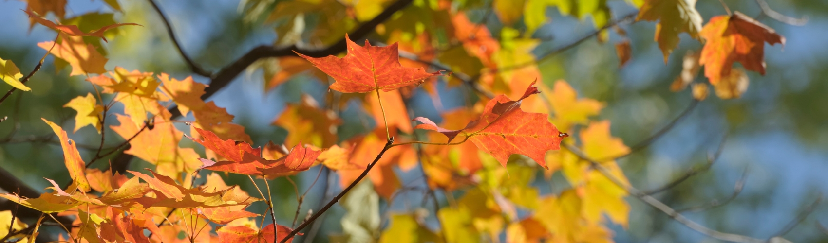 Maple leaves during fall season.