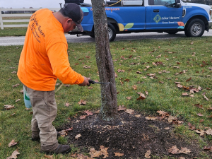 Arbormasters crew member fertilizing the tree's roots.