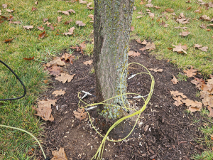 A tree being injected with fertilizers for longevity.