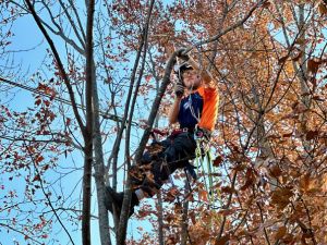 Climber pruning with a handsaw.