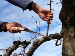 Crown cleaning done by a certified arborist.