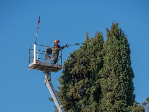 Crown thinning by arborist of Arbor Masters on a tree of a residence in Cedar Rapids, IA.