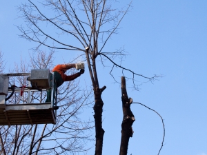 Pre-storm pruning by an arborist of Arbor Masters to prevent trees from falling on a residence in Cedar Rapids, IA.