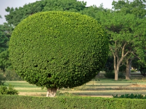 Structural pruning for young trees for landscaping purposes.