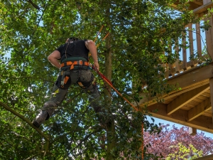 Vista pruning also known as view pruning on a residence with thick vegetation.