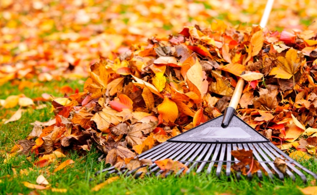 Website-CR-seasonal-tips-fall-rake-leaves Website-CR-seasonal-tips-fall-rake-leaves