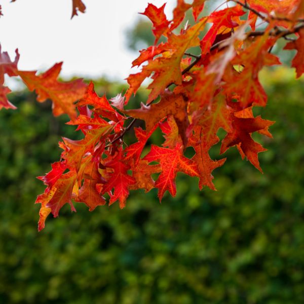 Website-CR-section-transition-landing-page-maple-leaves Website-CR-section-transition-landing-page-maple-leaves