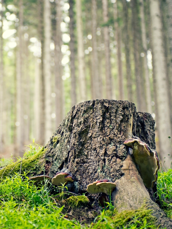 A tree stump after a tree removal on a background of a forest in Cedar Rapids, IA.