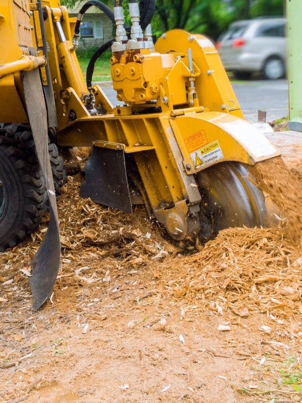 Stump removal on a residence in Coralville, IA by an arborist of Arbor Master.