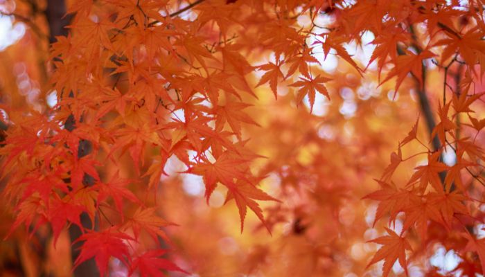 Website-CR-tree-inventory-section-red-maple-leaves