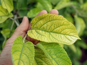 Leaves with chlorosis in Cedar Rapids, IA.