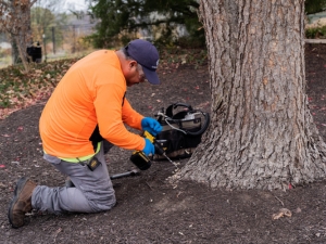 PHC crew of Arbor Masters drilling on a tree trunk to prep the tree before injecting solutions in Cedar Rapids, IA.