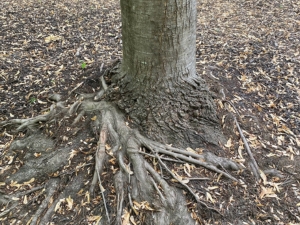 A close up look of a tree with girdling roots exposed on a the ground