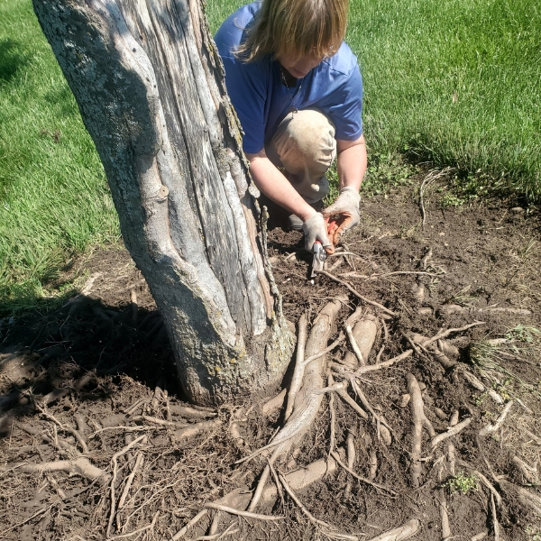 Tree crew of Arbor Masters clearing girdling roots of a tree on a property