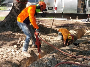 Root pruning done by the Arbor Masters team to an oak tree in Marion, IA.